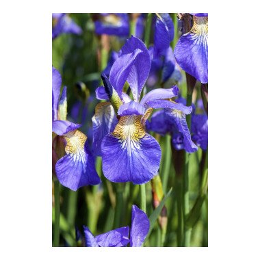 Schwertlilien Kaufen & Iris sibirica P 0,5