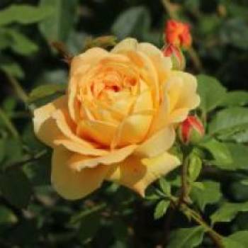 Englische Rose 'Golden Celebration', Rosa