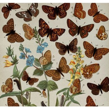 1903 Original Vintage Lepidoptera Schmetterlinge