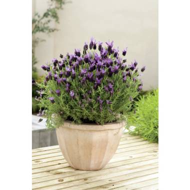 Gartenkrone Lavendel »Lavandula stoechas«