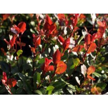 Glanzmispel 'Little Red Robin', Stamm 40-50 cm, 60-80 cm, Photinia fraseri