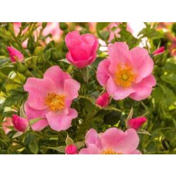 Hangbepflanzung Bodendecker & Bodendecker-Rose 'LandFrauen Rose' , Rosa