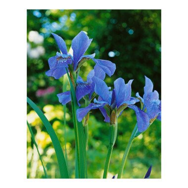 Schwertlilien & Iris sibirica 'Blue King' P 1