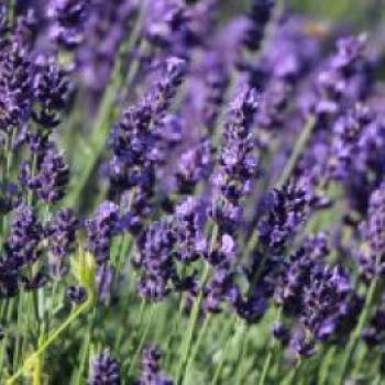 Lavendel 'Hidcote Blue' / 'Strain', Lavandula
