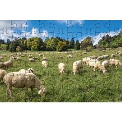 Puzzle-Postkarte Schwäbische Alb, Motiv: Schafherde auf Wiese