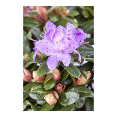 Rhododendron impeditum 'Moerheim' I mB 30- 40