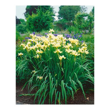 Schwertlilien & Iris sibirica 'Butter and Sugar' P 0,5