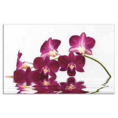 Artland Küchenrückwand »Phalaenopsis Orchidee«