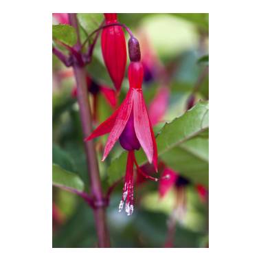 Fuchsia magellanica 'M.Popple'