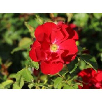 Hangbepflanzung Bodendecker & Bodendecker-Rose 'Centro-Rose', Rosa 'Centro-Rose'