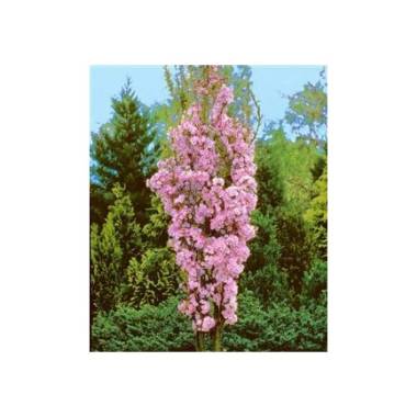 Japanische Säulen Zierkirsche rosa Blüte 125-150cm c