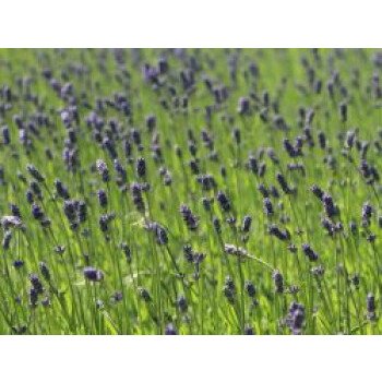 Provence-Lavendel 'Essence Purple', Lavandula x intermedia 'Essence Purple', Top