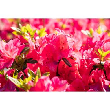 Rhododendron micranthum 'Little Red' II mB 40- 50