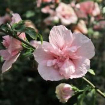 Garteneibisch 'Pink Chiffon' , 60-80 cm