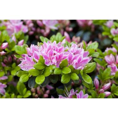 Rhododendron micranthum 'Rokoko' III mB 40- 50