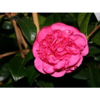 Japanische Kamelie 'Debbie' rosa, 50-60 cm, Camellia japonica 'Debbie'