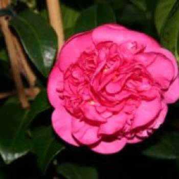 Japanische Kamelie 'Debbie' rosa, 50-60 cm, Camellia japonica 'Debbie' rosa, Con