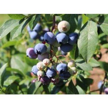 Balkonpflanzen Winterhart & Immergrüne Heidelbeere 'Sunshine Blue', 20-30