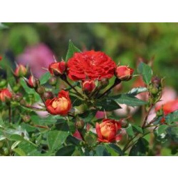 Balkonpflanzen Winterhart & Zwerg-Kletterrose Starlet-Rose 'Carmen' , Rosa