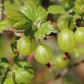 Grüne Stachelbeere 'Giggles Green', Ribes