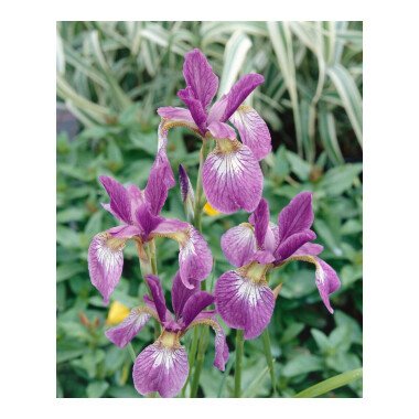 Iris sibirica 'Ewen' P 1