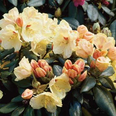 Ball-Rhododendron 'Flava'