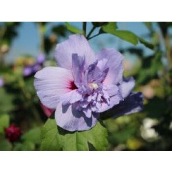 Blumen Terrasse & Echter Roseneibisch 'Blue Chiffon', Stamm 40-50 cm, 50-60