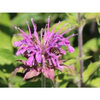 Garten Blumen & Indianernessel 'Violet Queen', Monarda fistulosa 'Violet