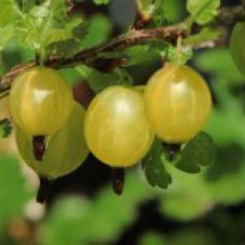 Gelbe Stachelbeere 'Giggles Gold', Ribes