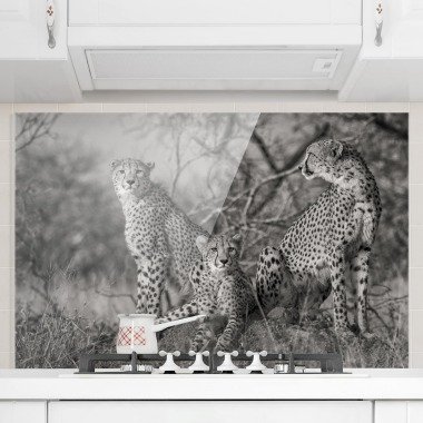 Glas Spritzschutz Tiere Querformat 3:2 Drei Geparden