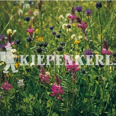 Kiepenkerl Blumenwiesen-Mischung LÖBF Kleve-Kellen