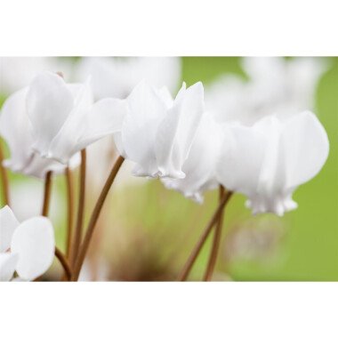 Cyclamen hederifolium 'Album' P 0,5