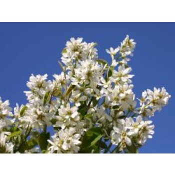 Echte Felsenbirne / Gemeine Felsenbirne, 30-40 cm, Amelanchier rotundifolia / ov