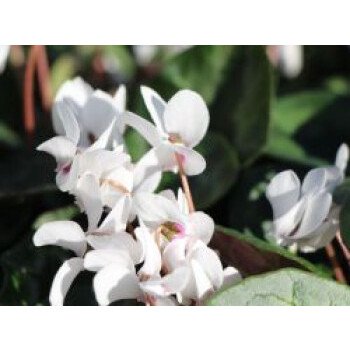 Herbst-Alpenveilchen 'Amaze Me White', Cyclamen hederifolium 'Amaze Me