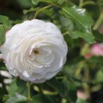Historische Rose 'Boule de Neige', Rosa 'Boule