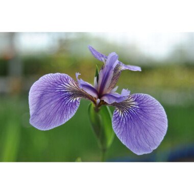 Iris sibirica 'Perry's Blue' P 0,5