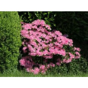 Japanische Azalee 'Kermesina Rosé', 25-30 cm, Rhododendron obtusum 'Kermesina Ro