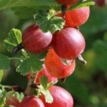 Rote Stachelbeere 'Giggles  Red', Ribes uva-crispa