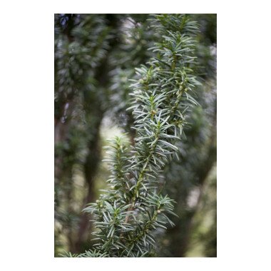 Taxus baccata 'Westerstede' C 3 25- 30
