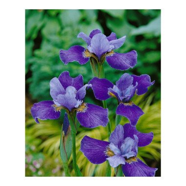 Iris sibirica 'Silver Edge' P 1