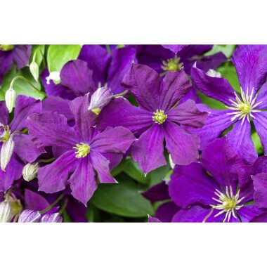 Pflanzen Sichtschutz & Clematis viticella 'Etoile Violette'