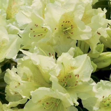 Zwerg-Rhododendron 'Wren'