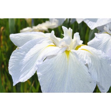 Iris sibirica 'Snow Queen' P 1