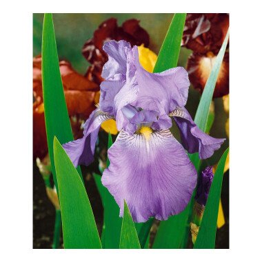 Schwertlilien Pflanzen & Iris x barb.-elat.'Harbor Blue'