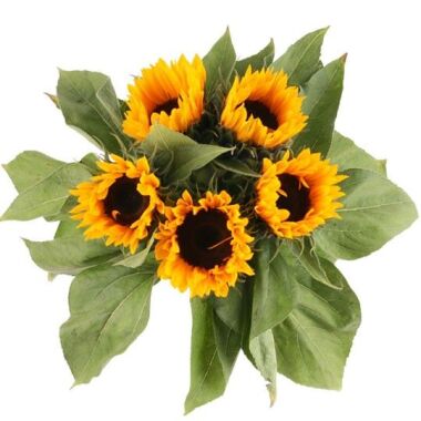 Sonnenblumen im Bund Sommer- Blumen online verschicken