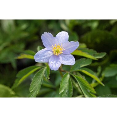 Buschwindröschen Blütezeit & Anemone nemorosa 'Robinsoniana' P 0,5