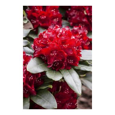 Rhododendron-Hybride YCherry KissY -R- mB 30- 40
