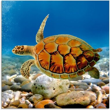 Artland Glasbild Schildkröte, Wassertiere