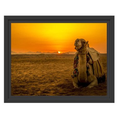 Gerahmtes Wandbild Kamel in Wüste bei Sonnenaufgang