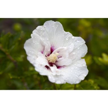 Hibiscus syriacus 'Pinky Spot'